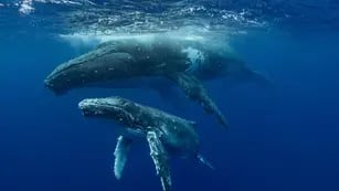 Las ballenas sorprendieron a una pareja chubutense en Puerto Madryn (Imagen ilustrativa).