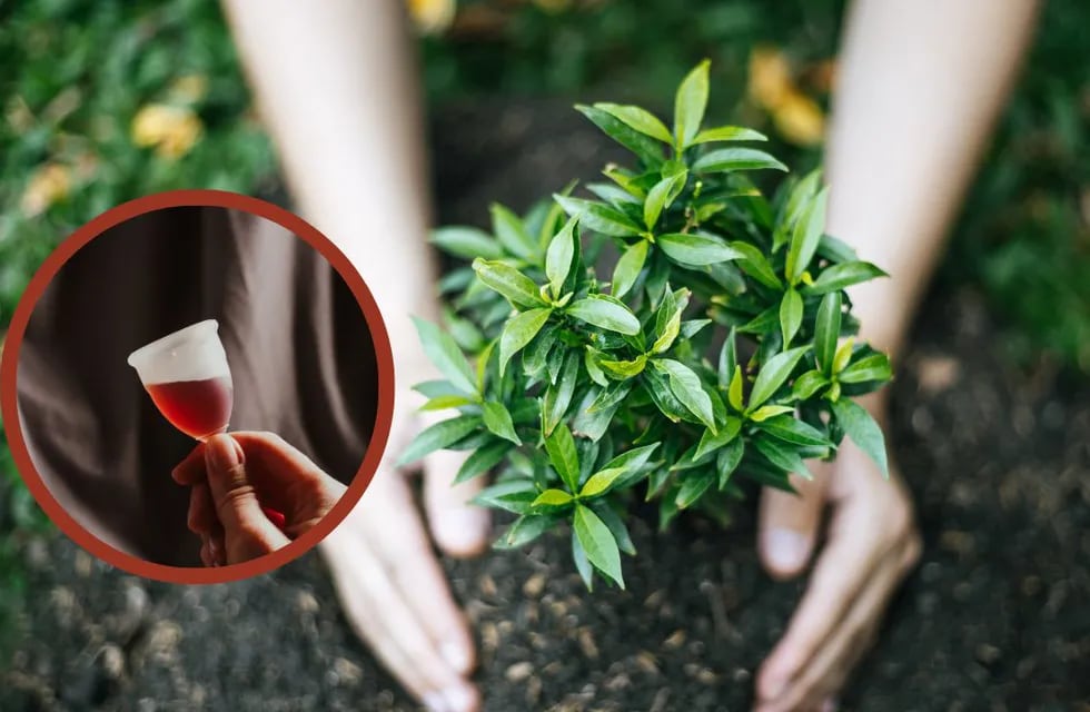 ¿Es bueno regar las plantas con sangre menstrual?: Qué beneficios tiene y cómo se hace.
