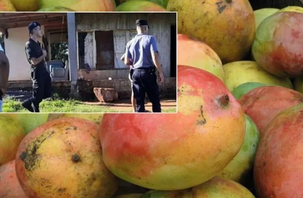 Los uniformados recuperaron las frutas y un plantín de mango.