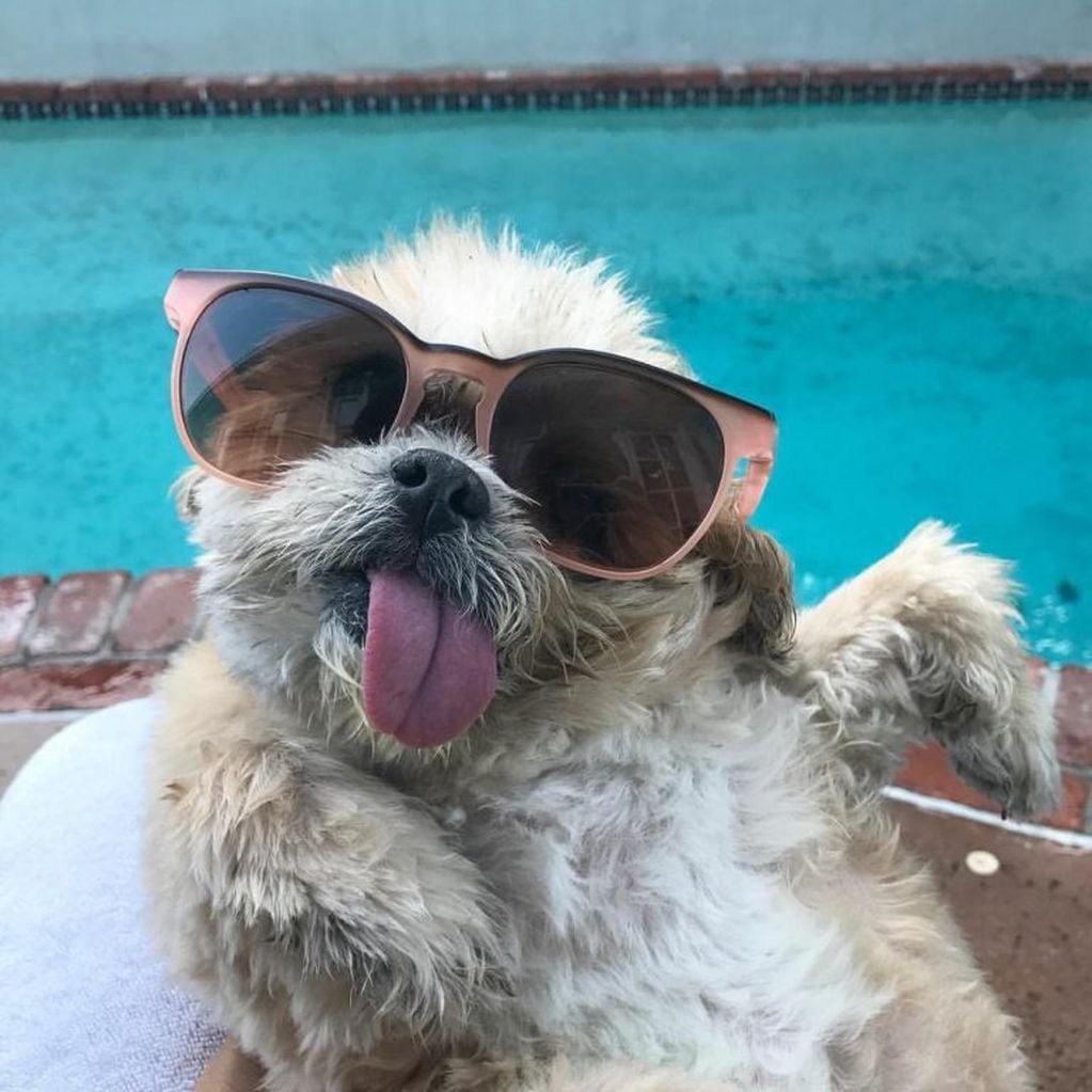 Marnie llegó a ser tan popular que su ausencia en los World Dog Awards de 2015 fue portada en el TMZ.  (Instagram/@marniethedog)