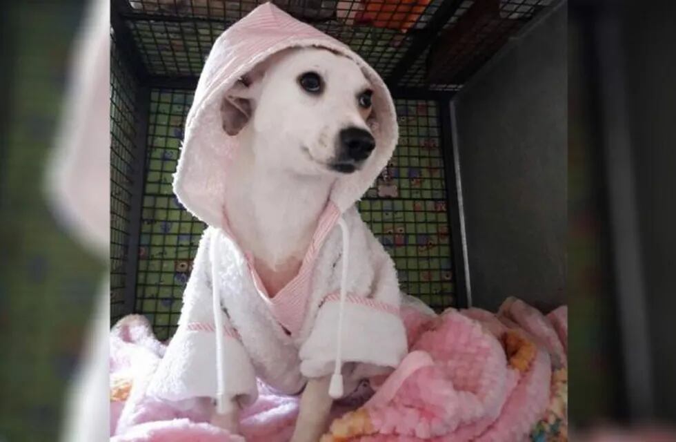 Rosita, la perra que había sido despellejada en Río Cuarto, se recuperó, está fuera de peligro y cientos de personas quieren adoptarla. (Edecom)