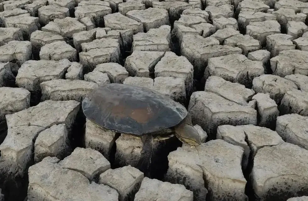Así fue el rescate de tortugas en la laguna Bedetti.