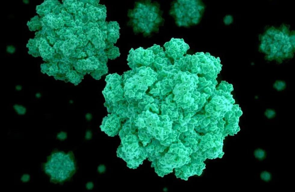 Imagén ilustrativa: Norovirus.