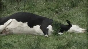 murieron más de 200 vacas en un campo de Corrientes