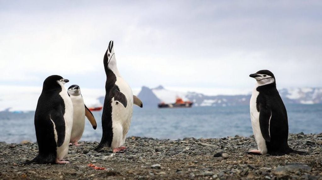 Pingüinos de barbijo Antártida
