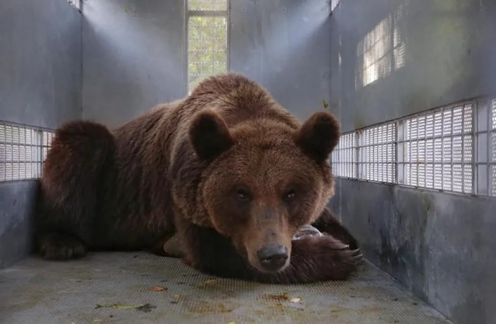 Trasladaron 10 osos de Mendoza a EEUU.