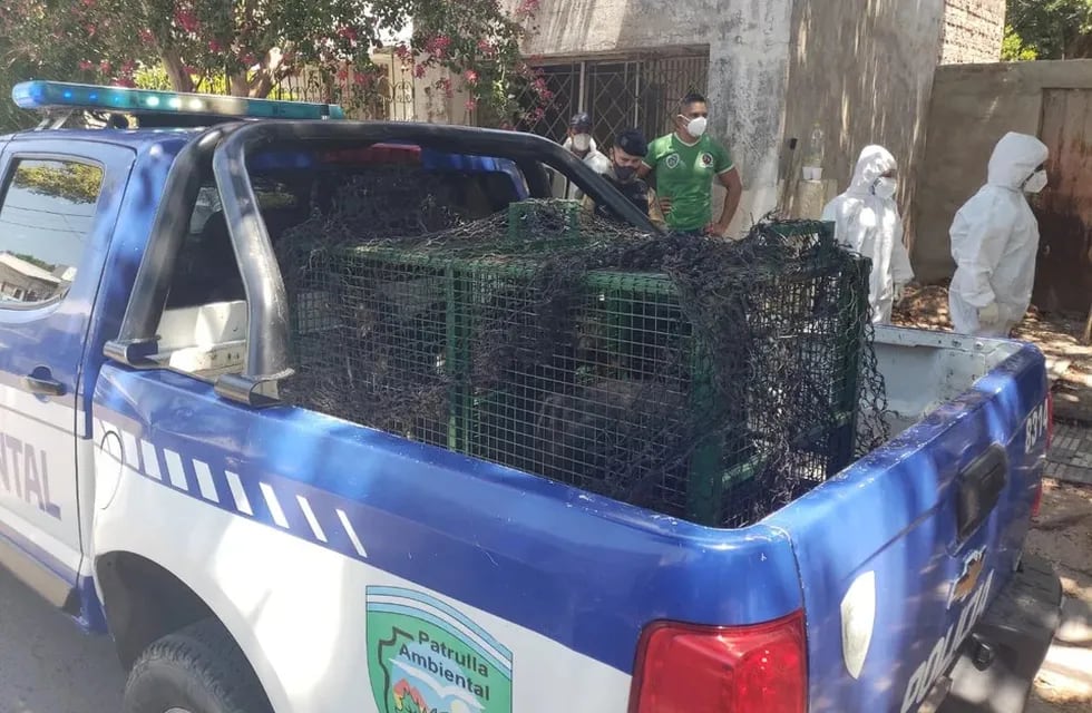 Policía Ambiental y proteccionistas de Córdoba lograron rescatar a los animales.
