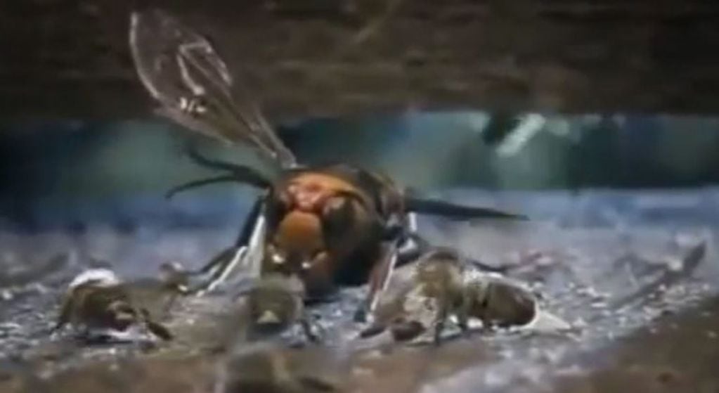 El avispón asesino que mata a las abejas (Web)