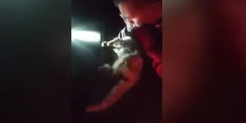 Un militar rescató a un gato en La Palma tras reanimarlo