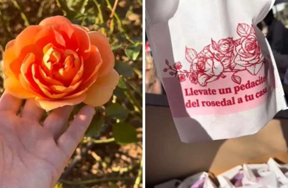 El Rosedal de Palermo regala esquejes de rosas para que plantar en casa ¿cuándo y cómo pedirlos
