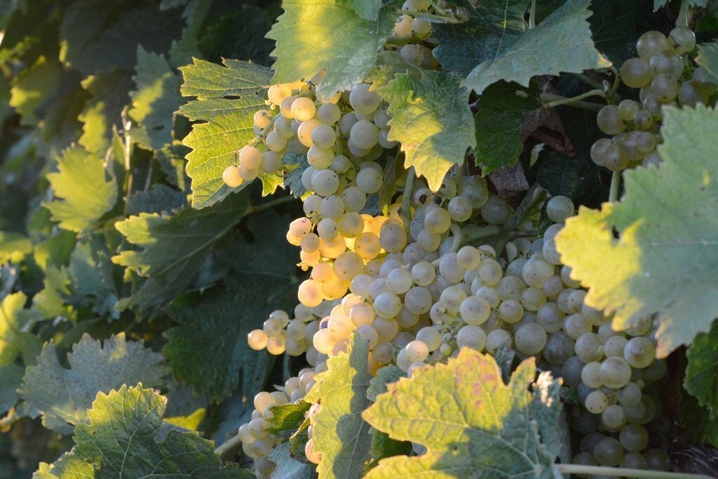El sector vitivinícola se mostró en contra de la ley. 