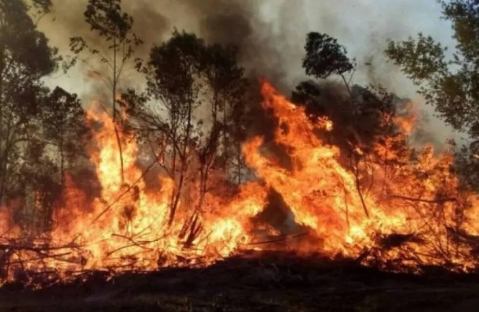 Casi 600 mil hectáreas de Corrientes fueron consumidas por el fuego.