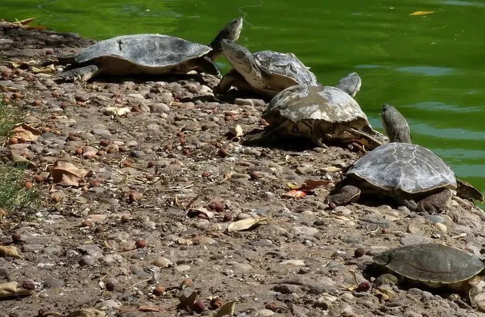 Las tortugas del Parque Independencia seru00e1n trasladadas.