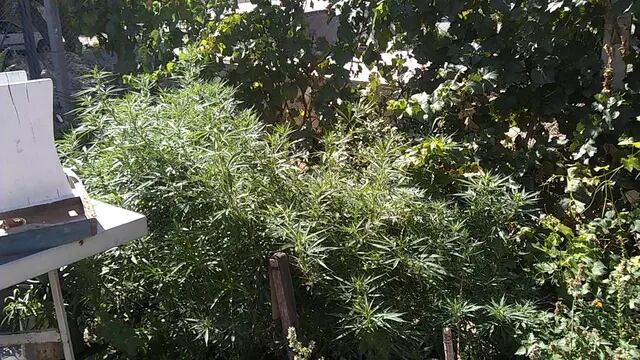 Plantas de marihuana secuestradas en Alvear y San Rafael