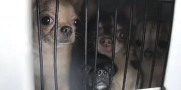 Desmantelaron un criadero de perros de raza chihuahua.