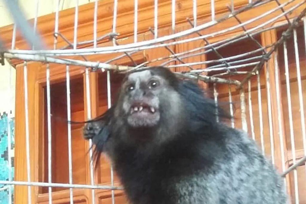 "Dientes", el mono tití que robaron del bioparque de La Plata.