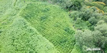 Allanamiento en una  finca con plantación de marihuana