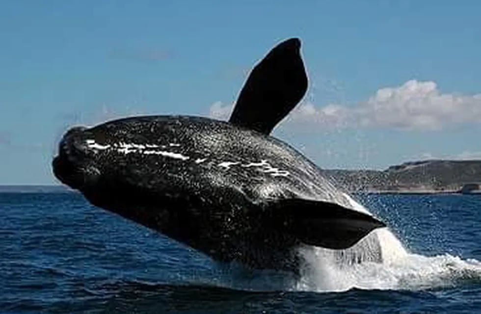puerto deseado ballena