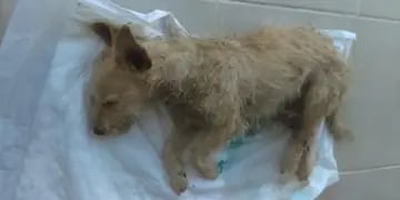 Encontraron a un perro abandonado en medio de la Ruta 5 en un grave estado de salud