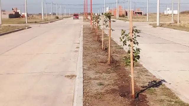 Plantación de árboles en Arroyito 2023