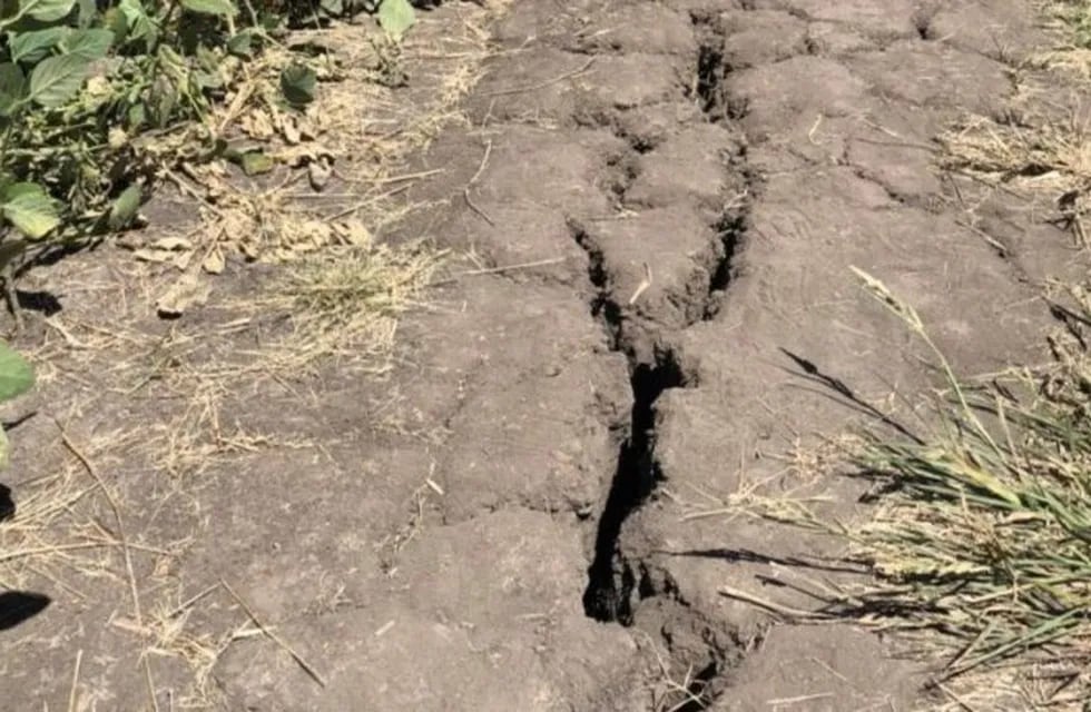 Ruralistas bonaerenses afectados por al falta de lluvias insistieron en pedirle a Vidal que instrumente medida excepcionales. (Archivo)