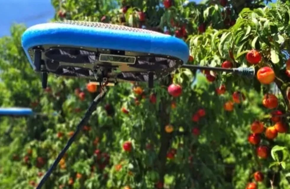La recolección de peras y manzanas quedó en manos de drones autónomos en algunos países.