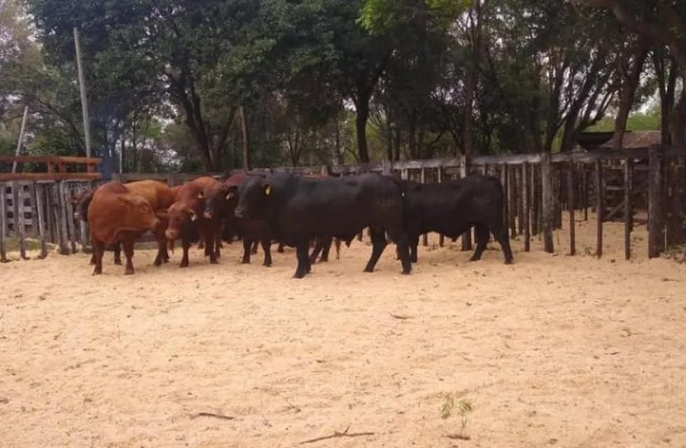 Apóstoles: se realizó con éxito una jornada de venta de toros