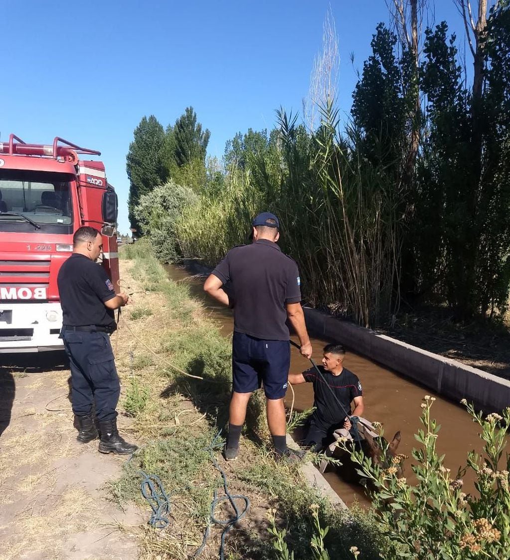 Personal de bomberos y vecinos rescataron a un caballo en Alvear. Gentileza 