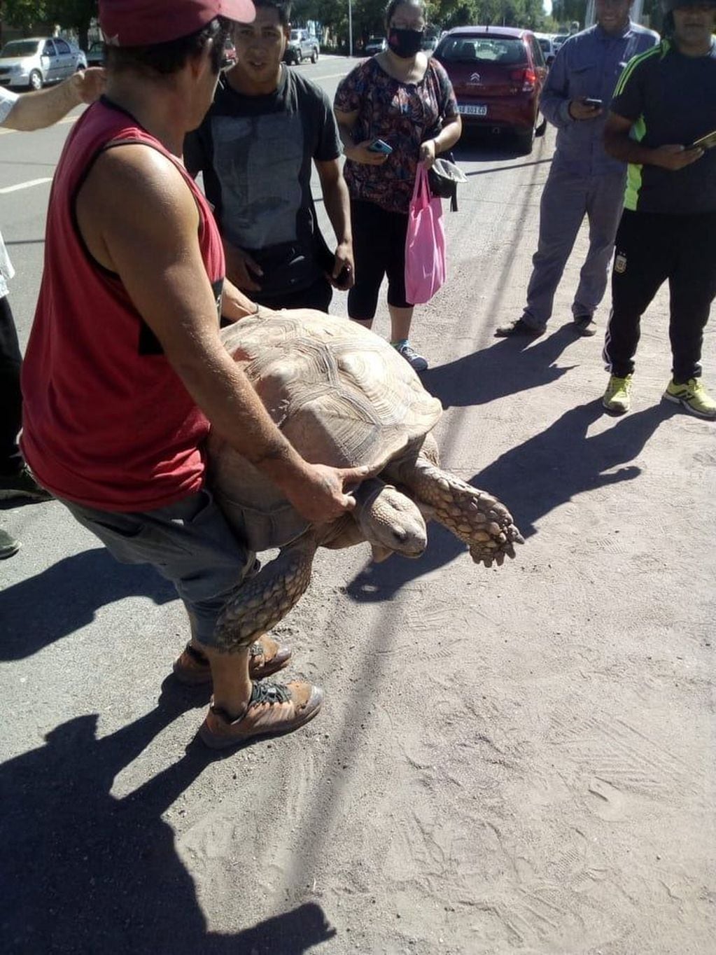 Fue hallada una tortuga gigante en pleno centro de San Rafael.