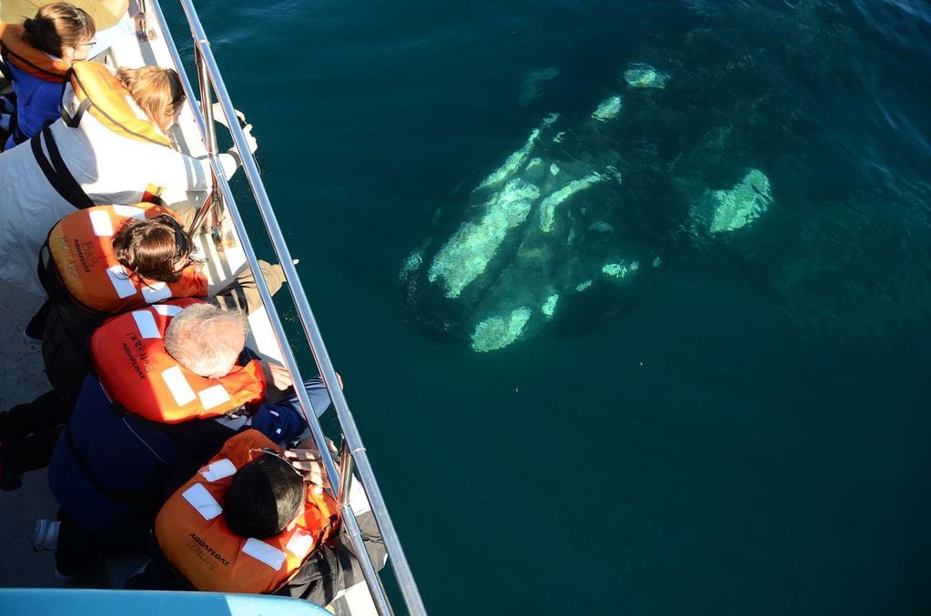 Las embarcaciones de avistamiento son las únicas habilitadas para acercarse a las ballenas. Gentileza: Puerto Madryn Turismo.