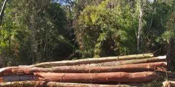Detuvieron apeo ilegal de monte nativo y plantación de yerba en 25 de Mayo