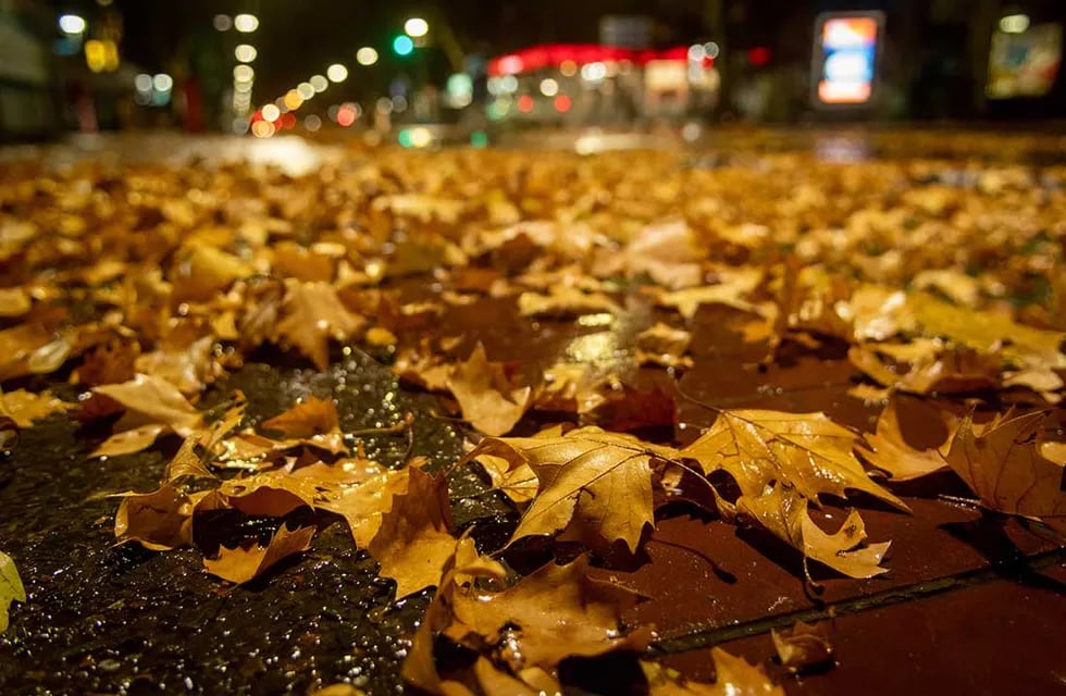 Bolsas gratis. Se aproxima el otoño y piden mantener la limpieza juntando las hojas. Imagen de archivo.