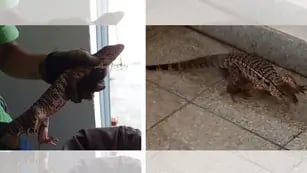 Iguana colorada encontrada en un Hospital de Merlo