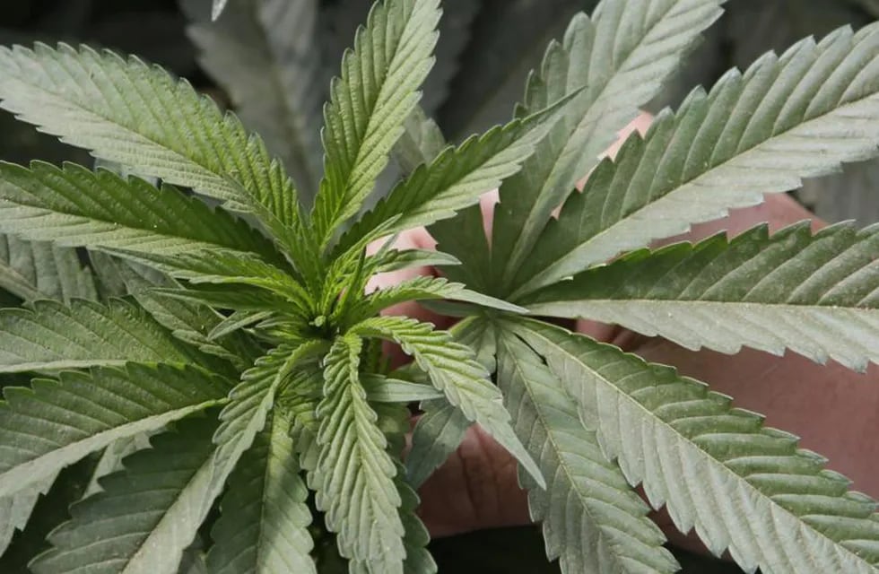 Planta de cannabis (imagen ilustrativa).