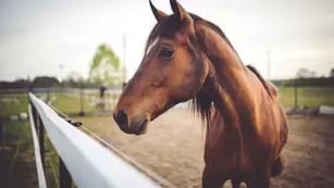 Un caballo murió tras caer desbocado