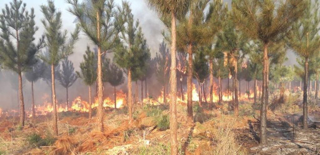 Incendio forestal amenazó al Parque Pronvicial Teyú Cuaré