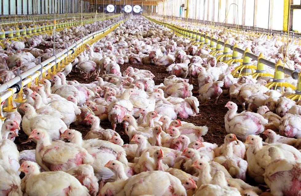Murieron 5 mil pollos por un golpe de calor.