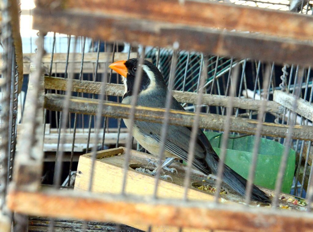 Rescataron más de 130 aves silvestres que intentaban ingresar a Mendoza (imagen ilustrativa)