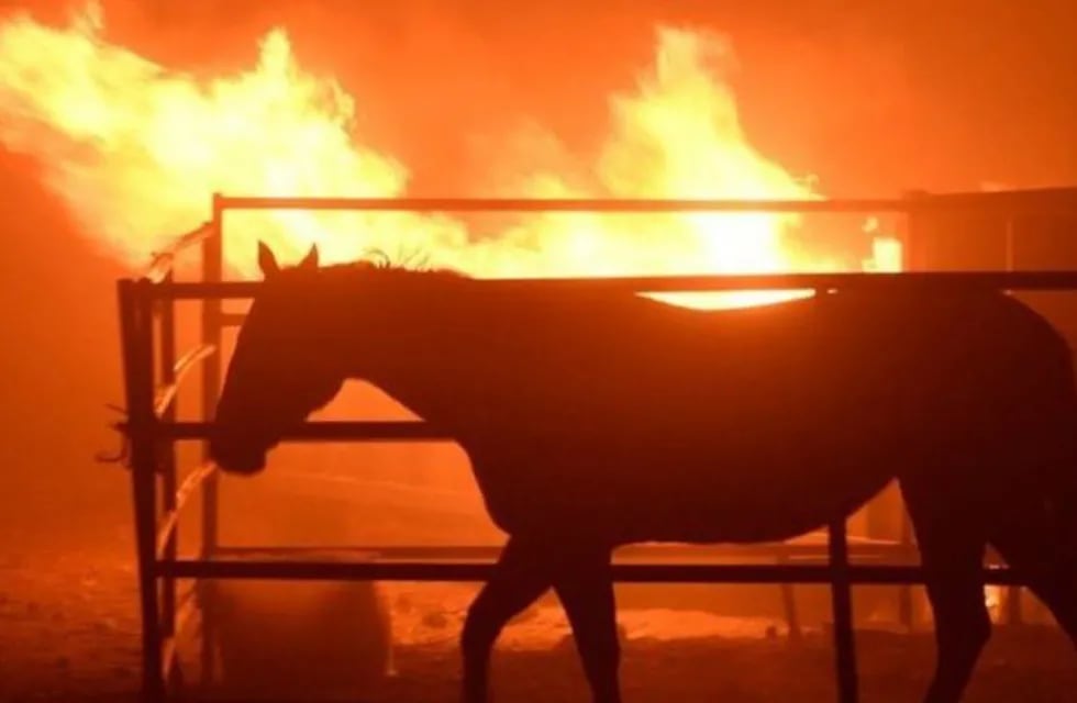 Animales afectados por incendios. (Foto: imagen ilustrativa / web).