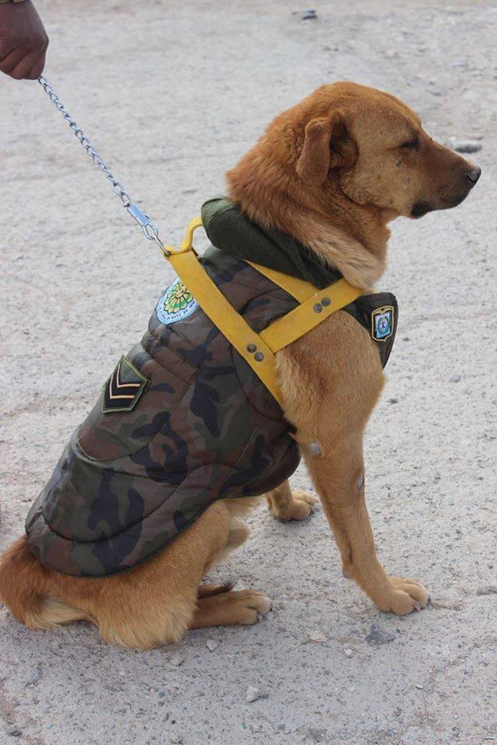 Cabo, el perro montañés. (Ejército Argentino)