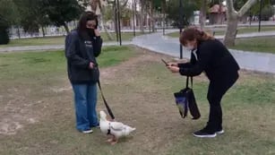 El pato Gilberto paseando en el parque
