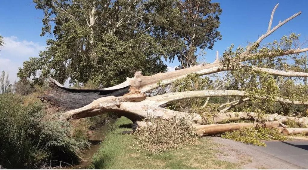 El viento también provocó la caída de árboles de gran porte. Diario de Cuyo.