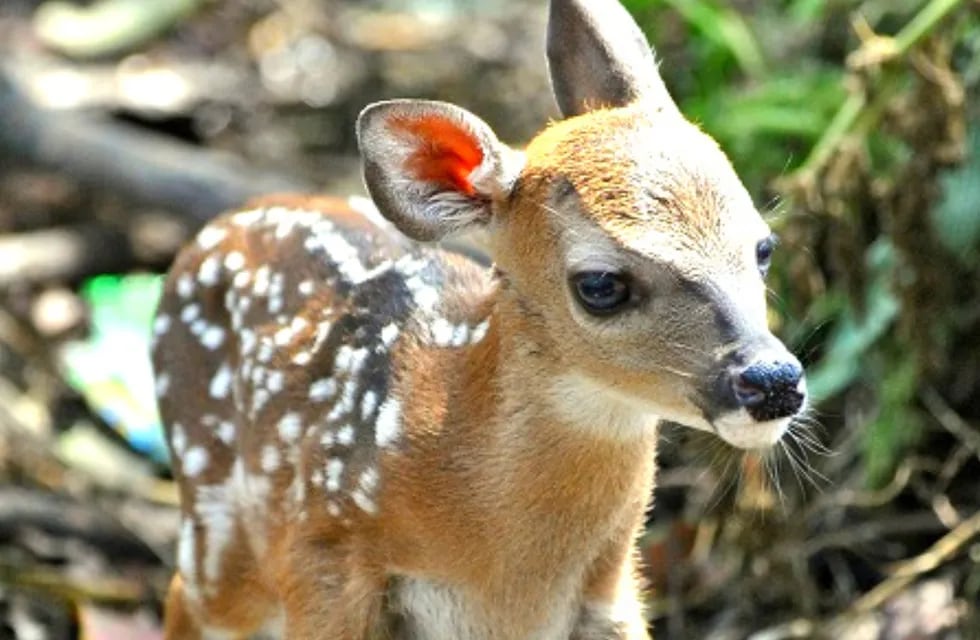Pudú es el nombre del ciervo bebé hallado en la ciudad de Funes, Santa Fe. (Imagen ilustrativa).
