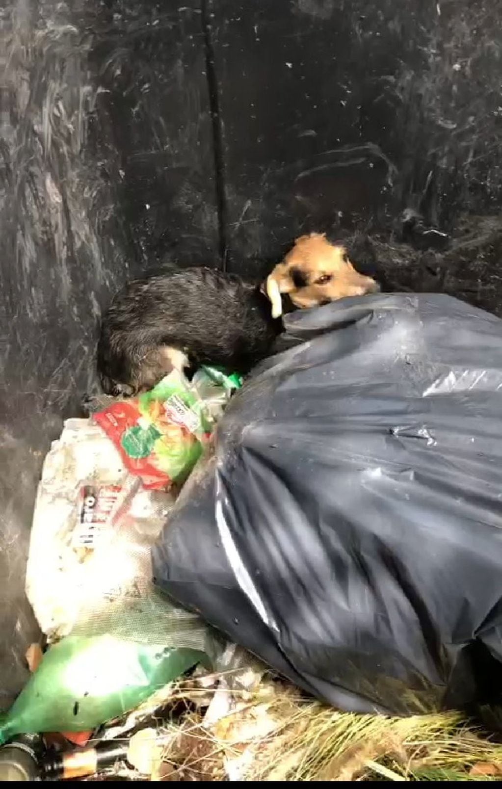Abandonaron perritos dentro de un contenedor de basura en el Parque de las Naciones de la ciudad de Córdoba.