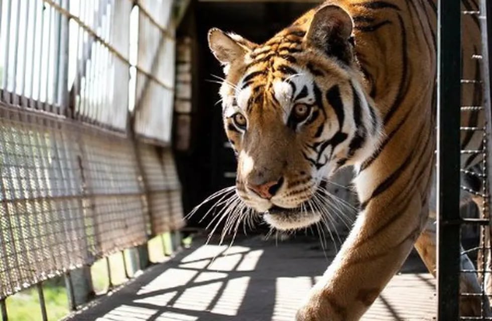 Los "Tigres del tren" de San Luis ya viven pacíficamente en un santuario de Sudáfrica.