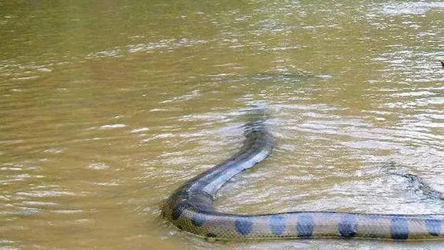 Anaconda en Concordia