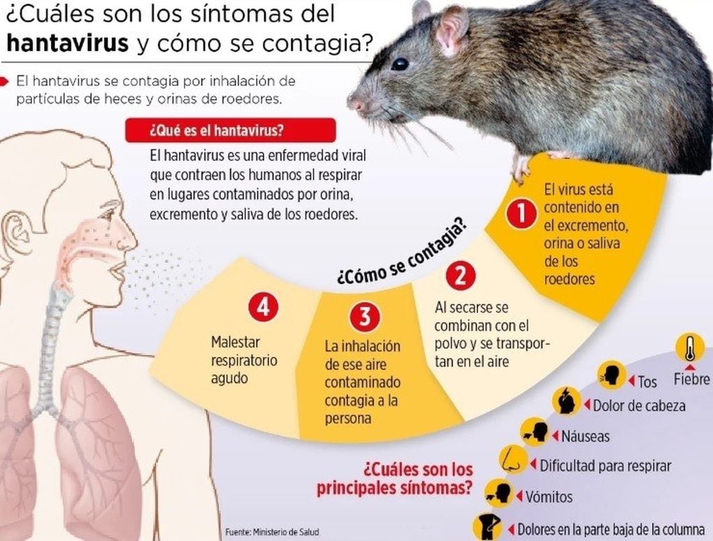 Hantavirus: las medidas de prevención tras la aparición de ratas en la Patagonia Argentina (web).