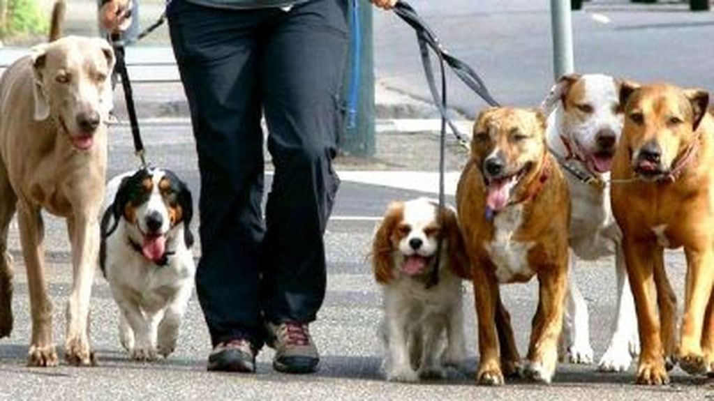 Volvieron a trabajar los paseadores de perros en la Ciudad de Buenos Aires