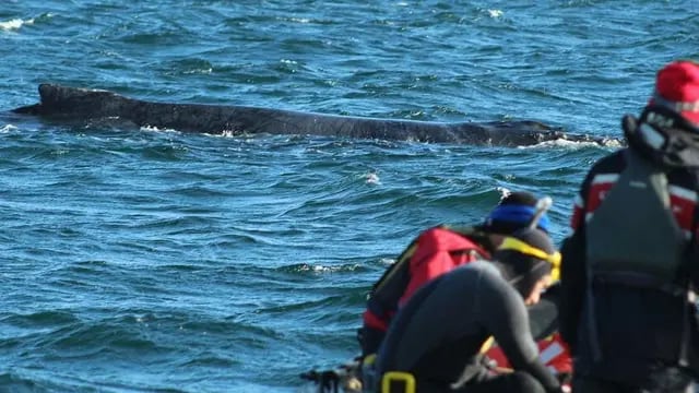 Rescate de ballena en el Beagle - Ushuaia.