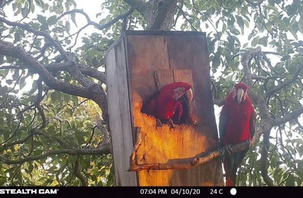 Guacamayos Rojos se están adaptando al Iberá.
